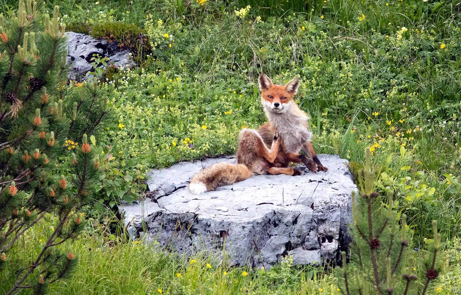 Calanda Wolf Documentary ©  Peter A Dettling-15378.jpg