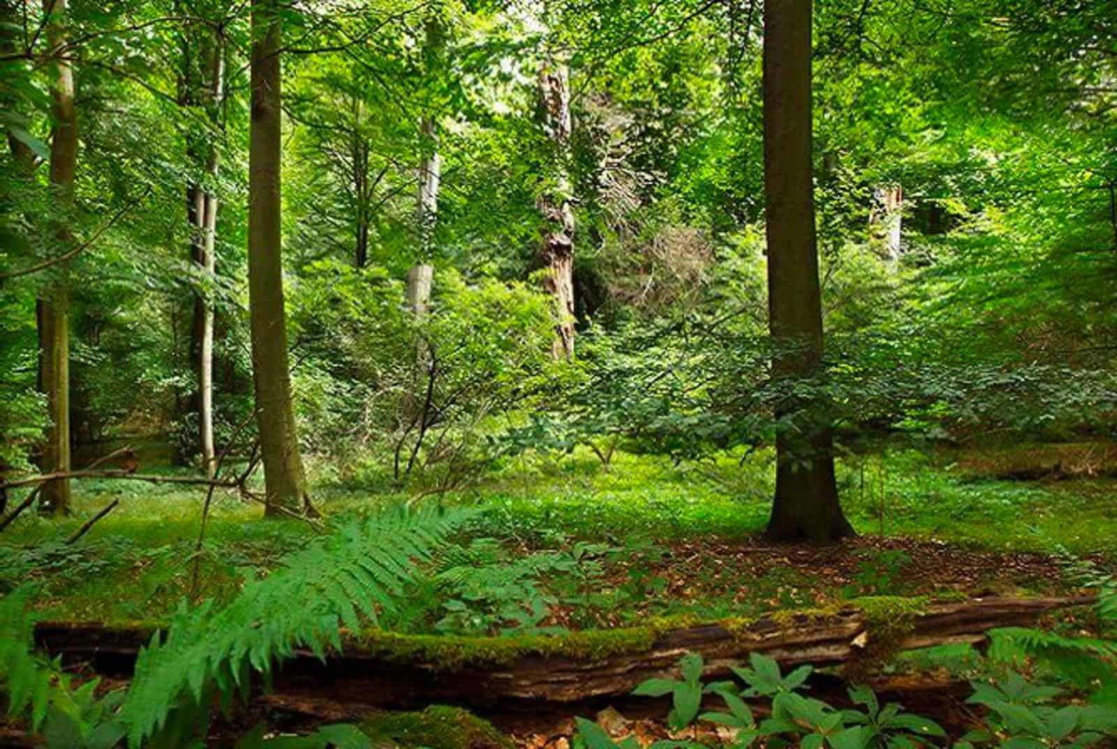 Biosphere Reserve Schorfheide Wilderness 0066.jpg - © European Wilderness Society CC BY-NC-ND 4.0