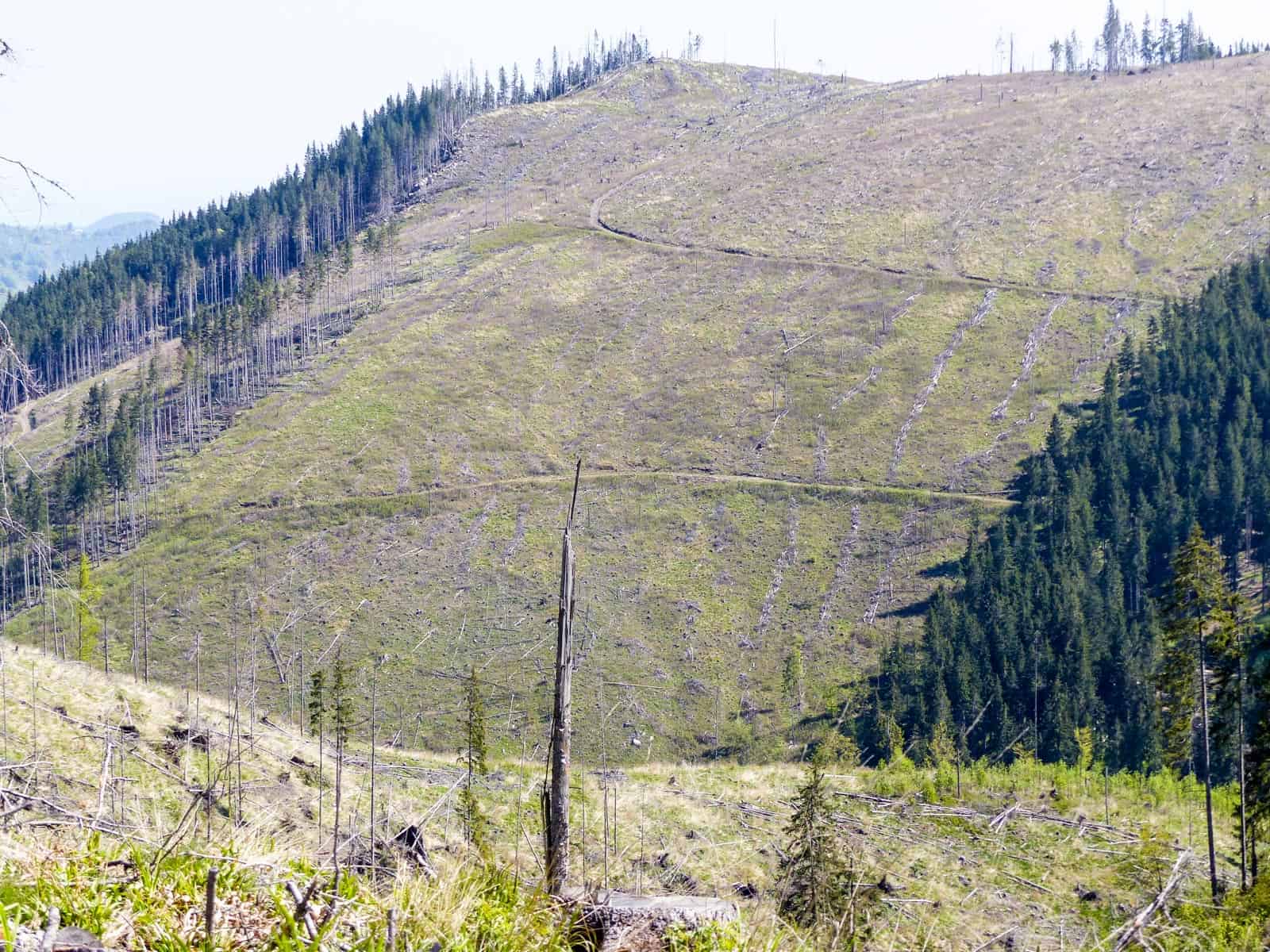 Deforestation Romania Hannes Knapp 0083.JPG