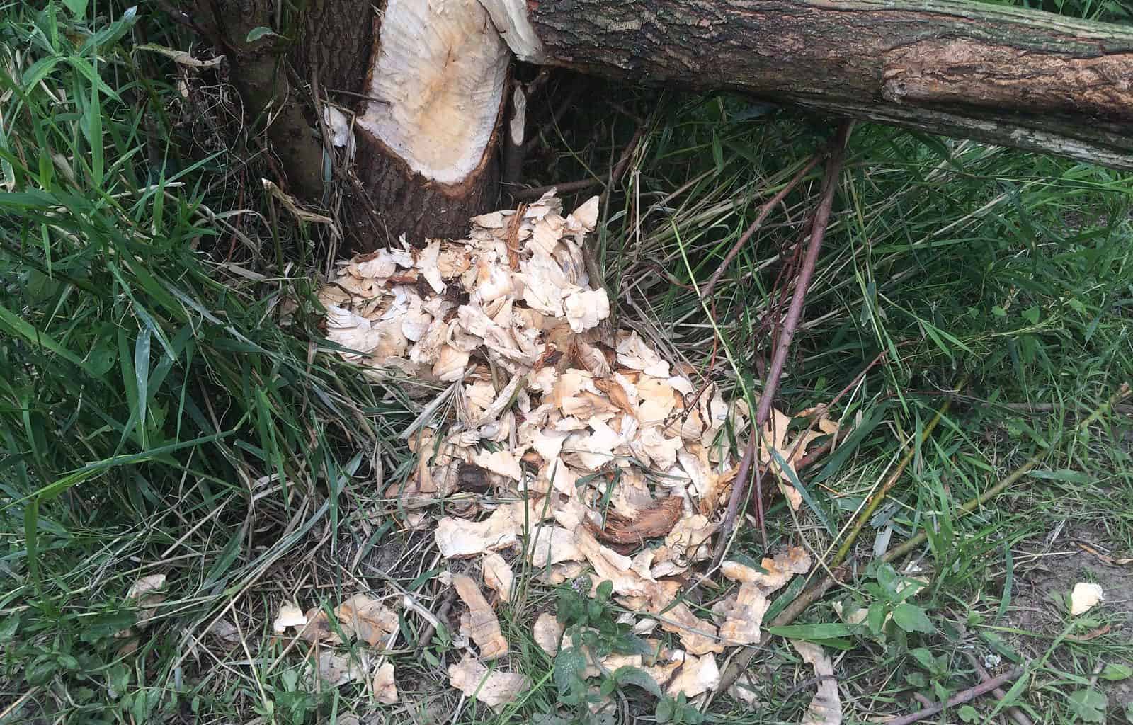 Dutch beaver in Wageningen 399.jpg