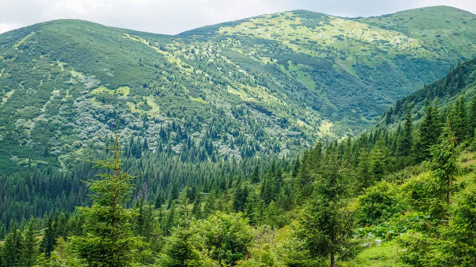 Carpathian National Nature Park - 00135-2.JPG