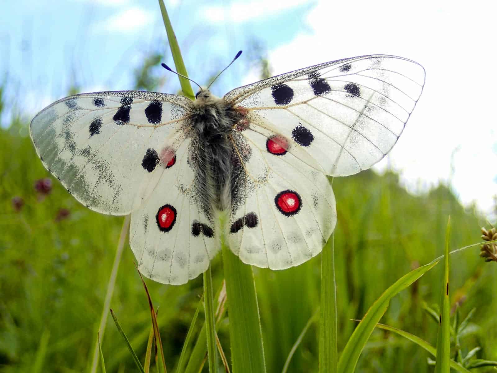 Altai, Machaon International, butterfly.JPG