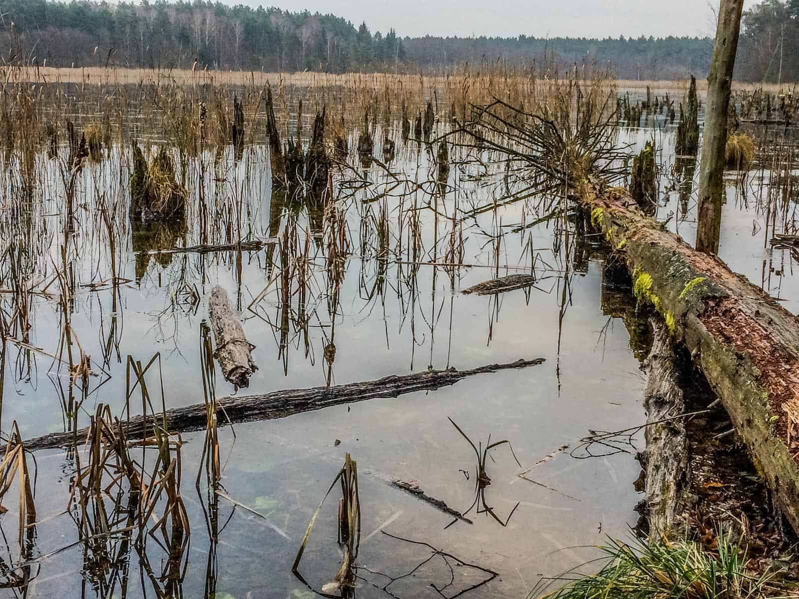Mueritz National Park 2701.jpg - © European Wilderness Society CC BY-NC-ND 4.0