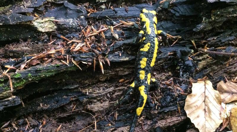 Uholka Wilderness Mala - 00208.jpg