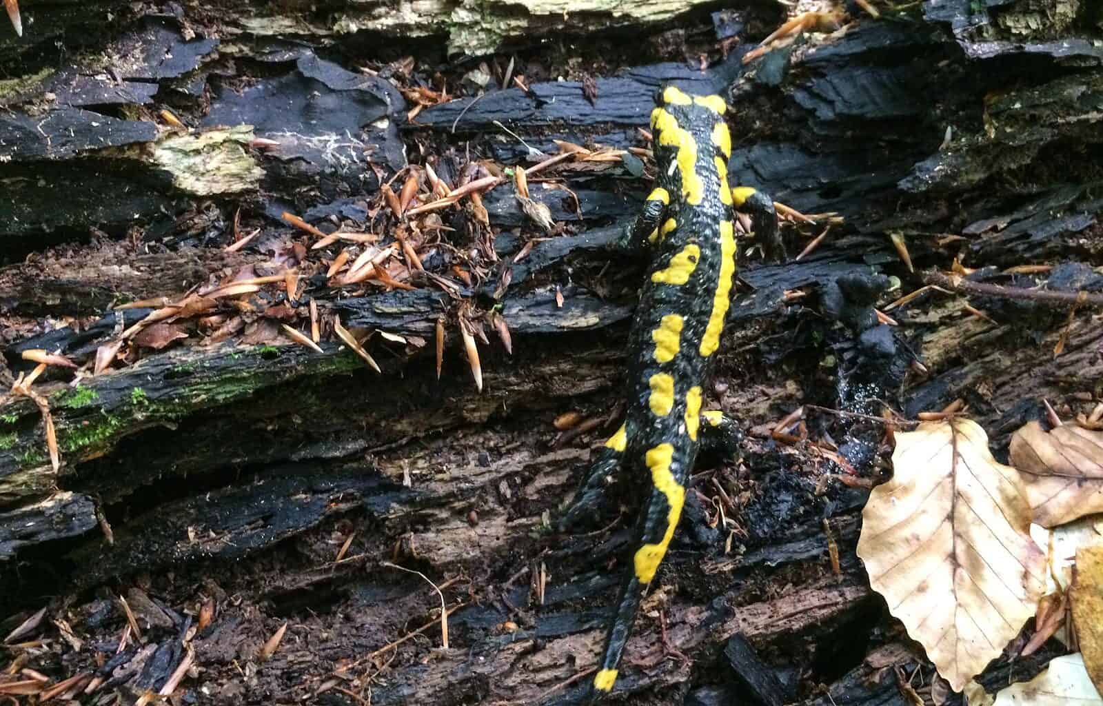 Uholka Wilderness Mala - 00208.jpg