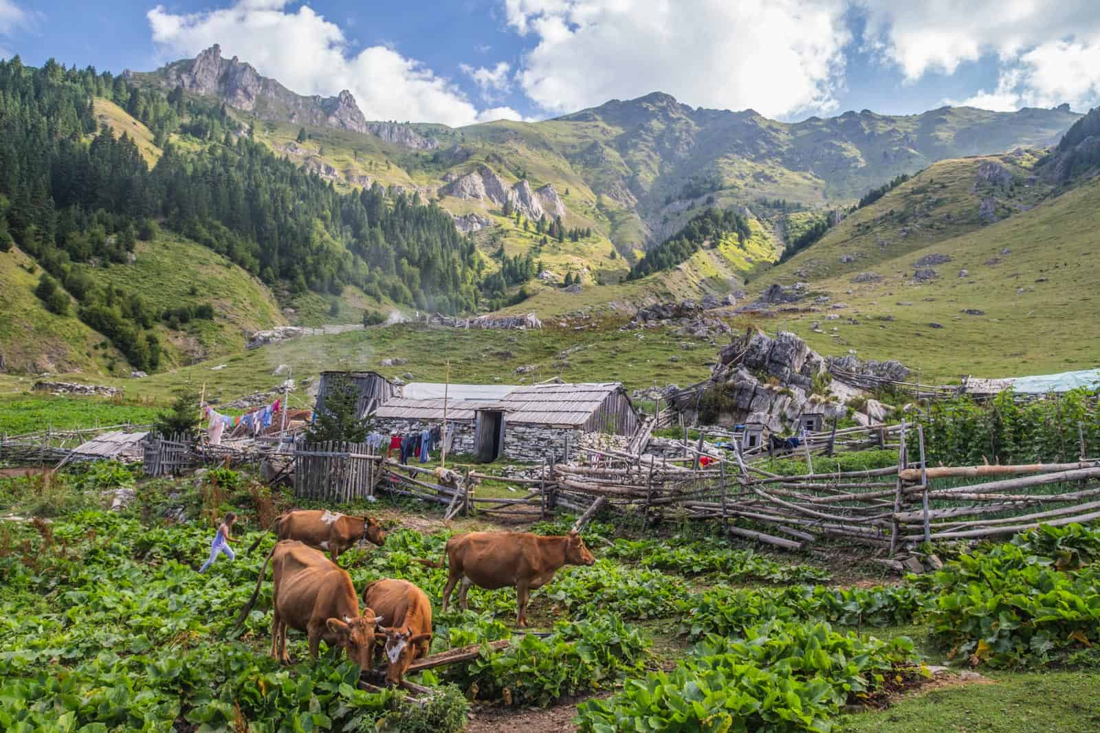 Albania, Grazing is very intensive.jpg
