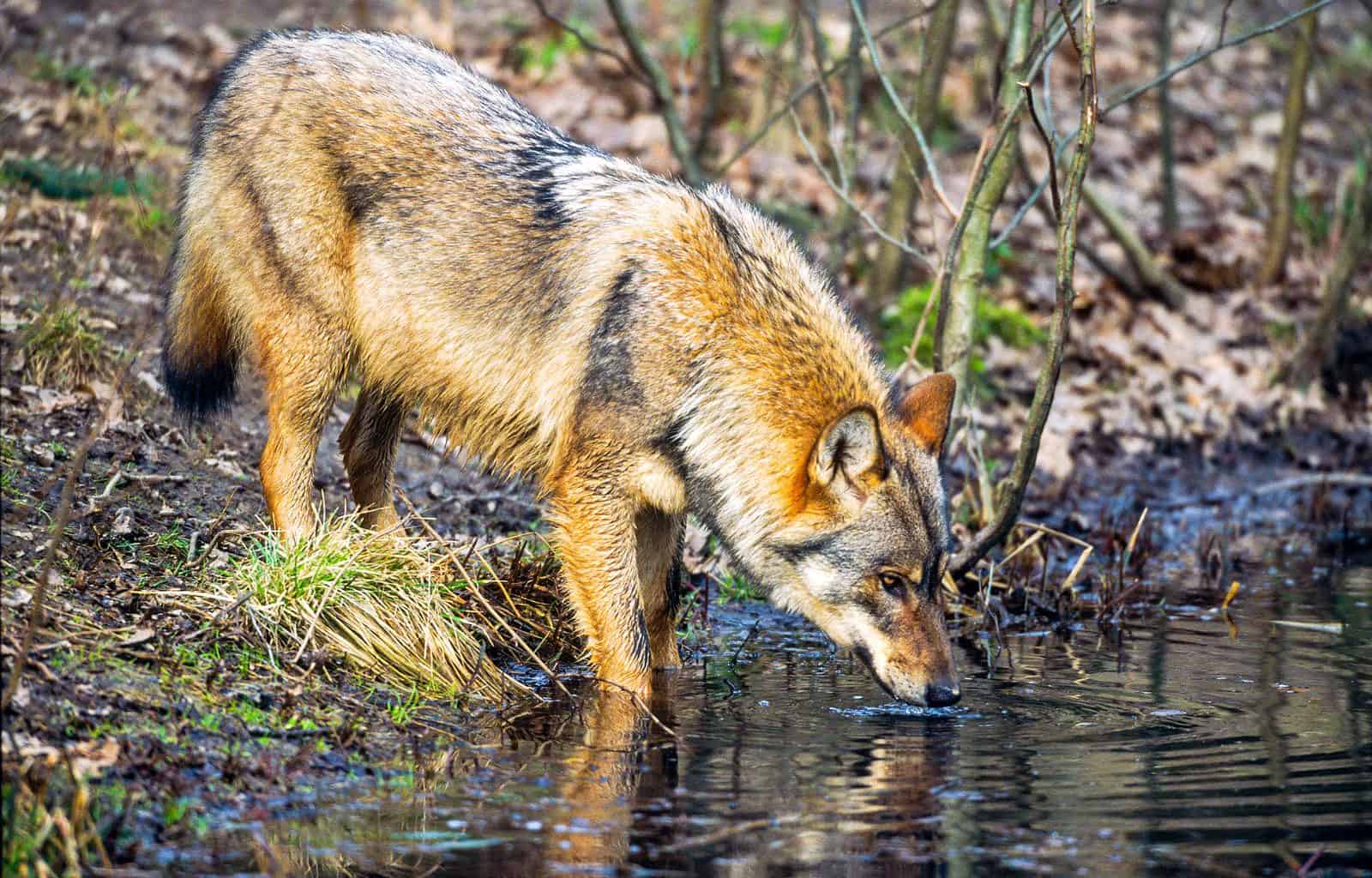 Grauwolf beim TrinkencH. Glader_4nature.jpg
