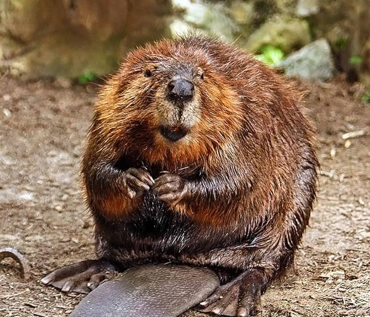 Beaver.jpg