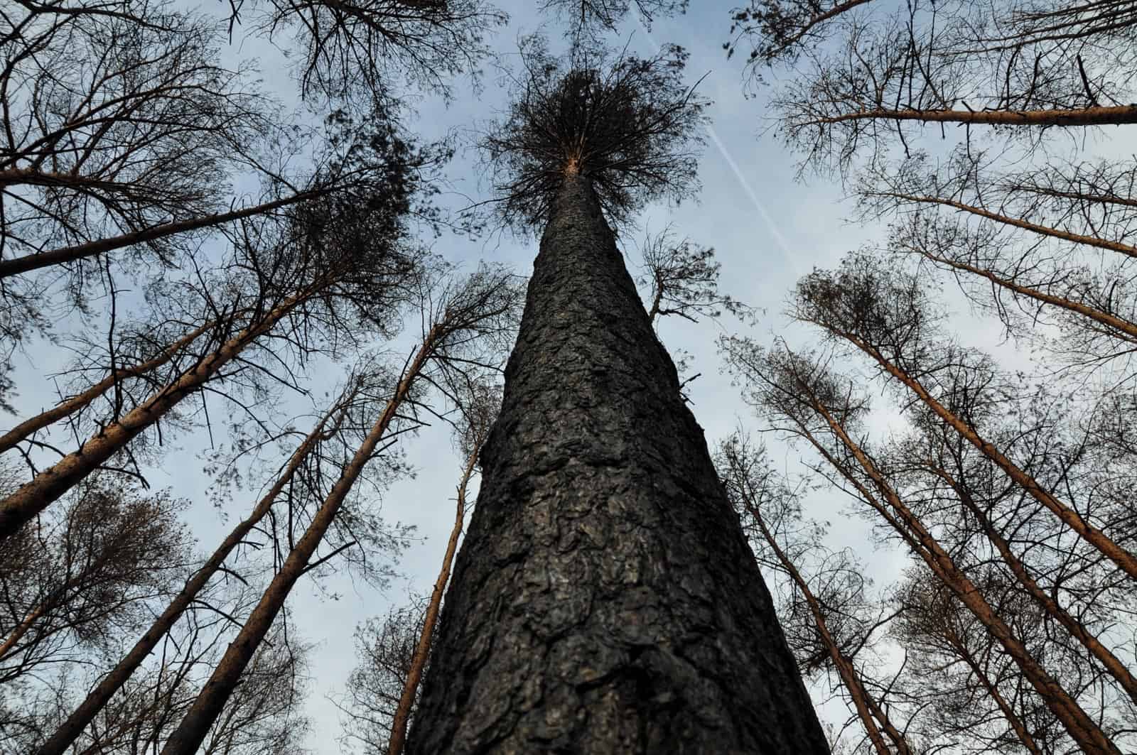 Forest Fire Treuebrietzen Brandenburg-22439.JPG