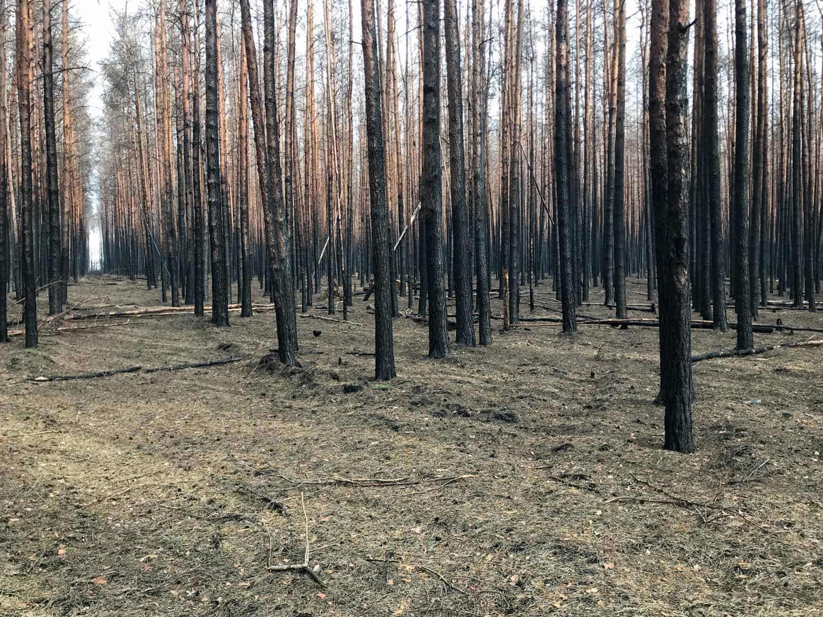 Forest Fire Treuebrietzen Brandenburg-22526.JPG