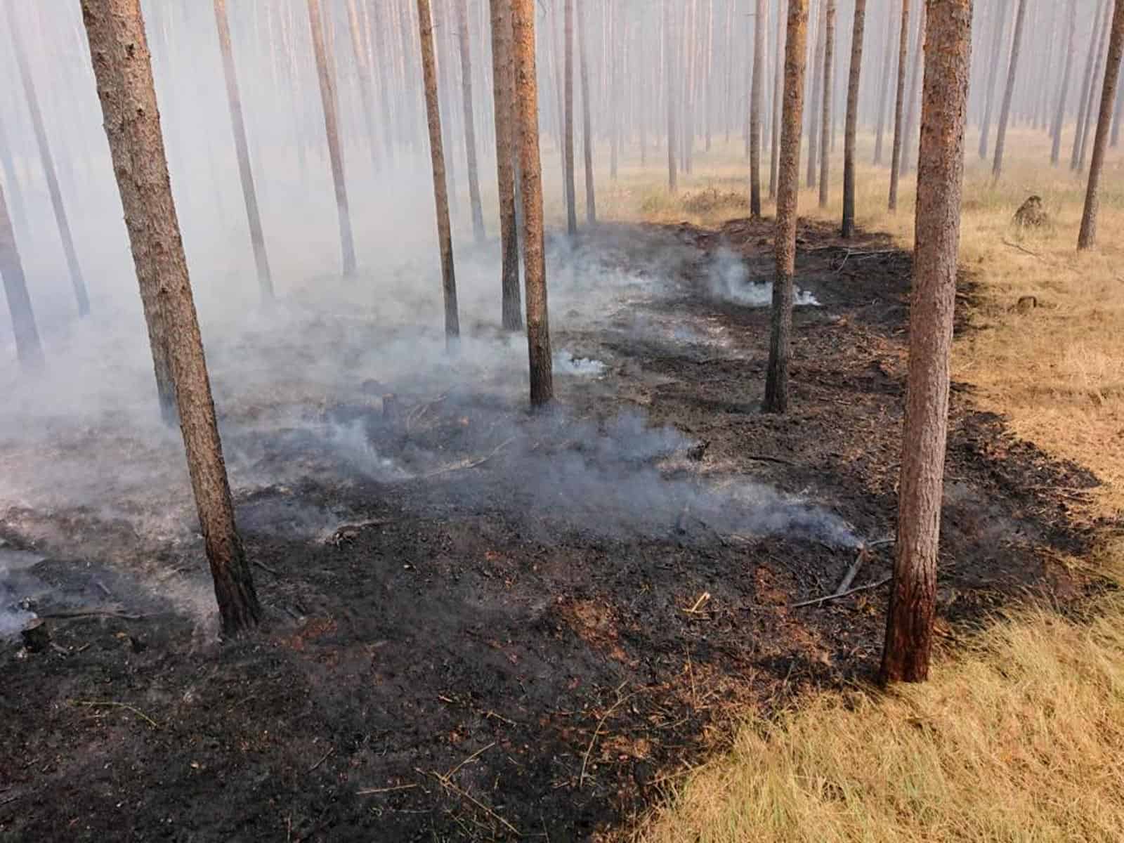Forest Fire Treuebrietzen Brandenburg-22605.jpg