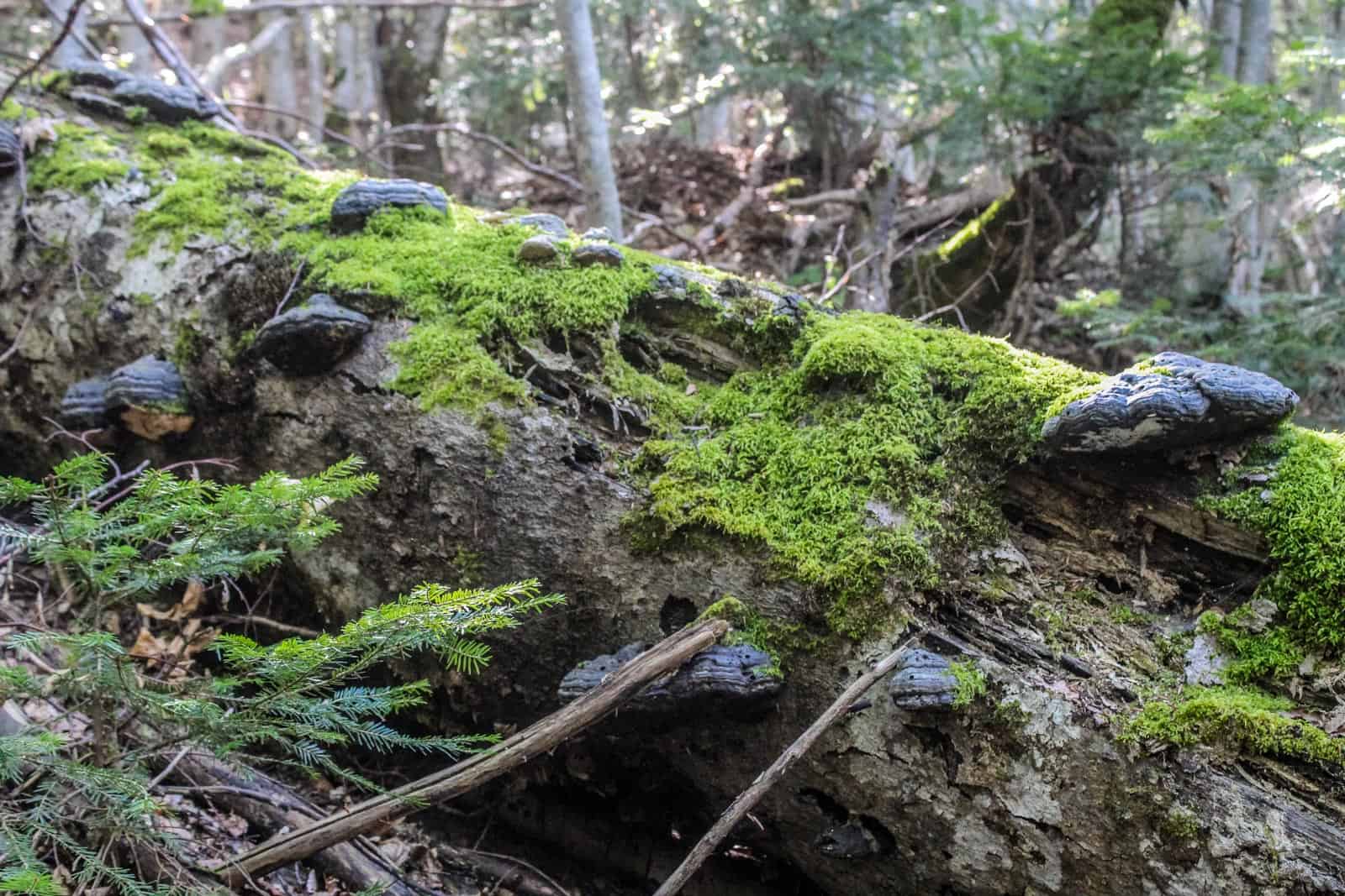 Livadhi i Harushes Wilderness Albania-22762.JPG