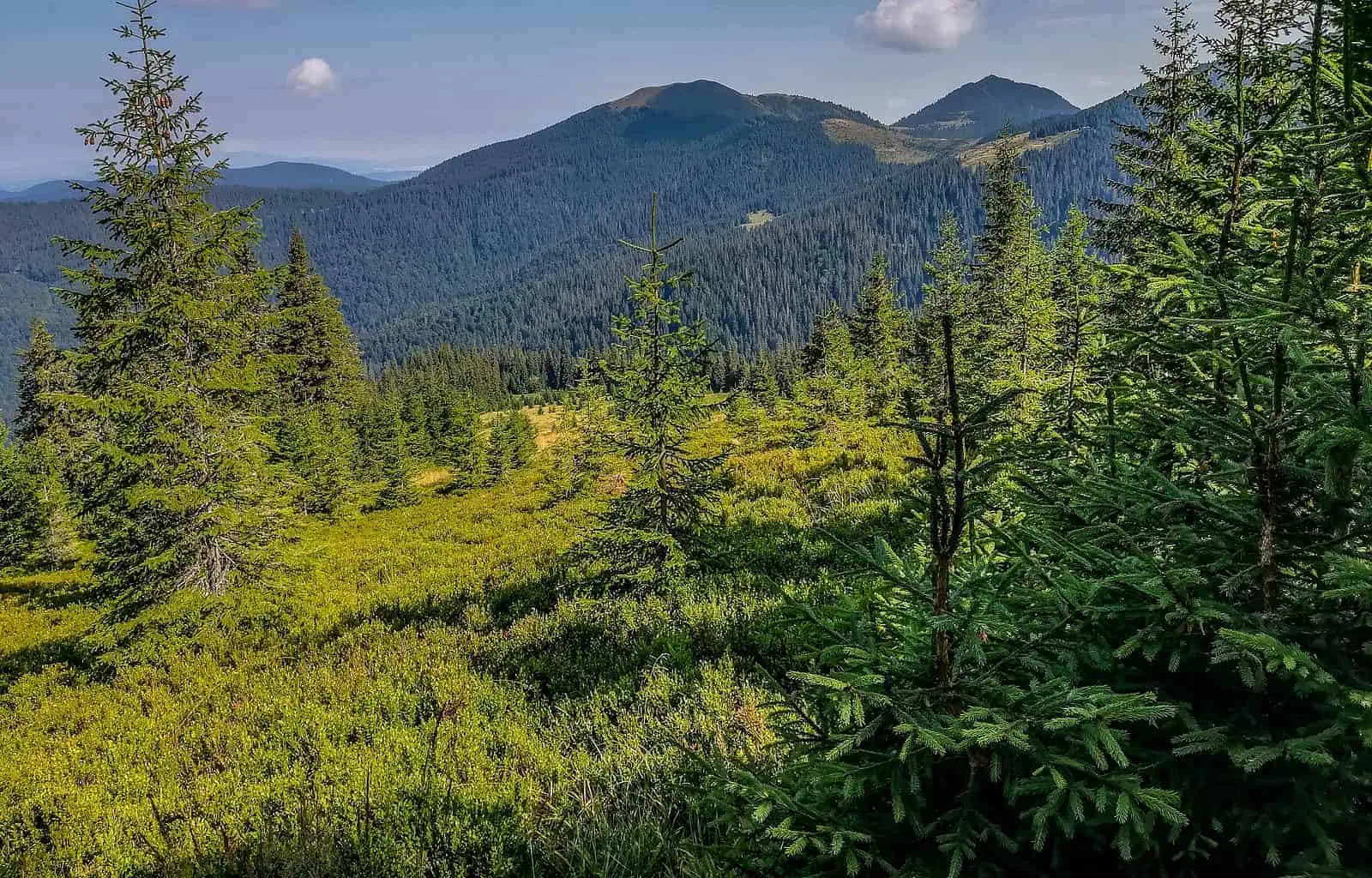 Maramarosh Wilderness Carpathian Biosphere Reserve-19846.jpg