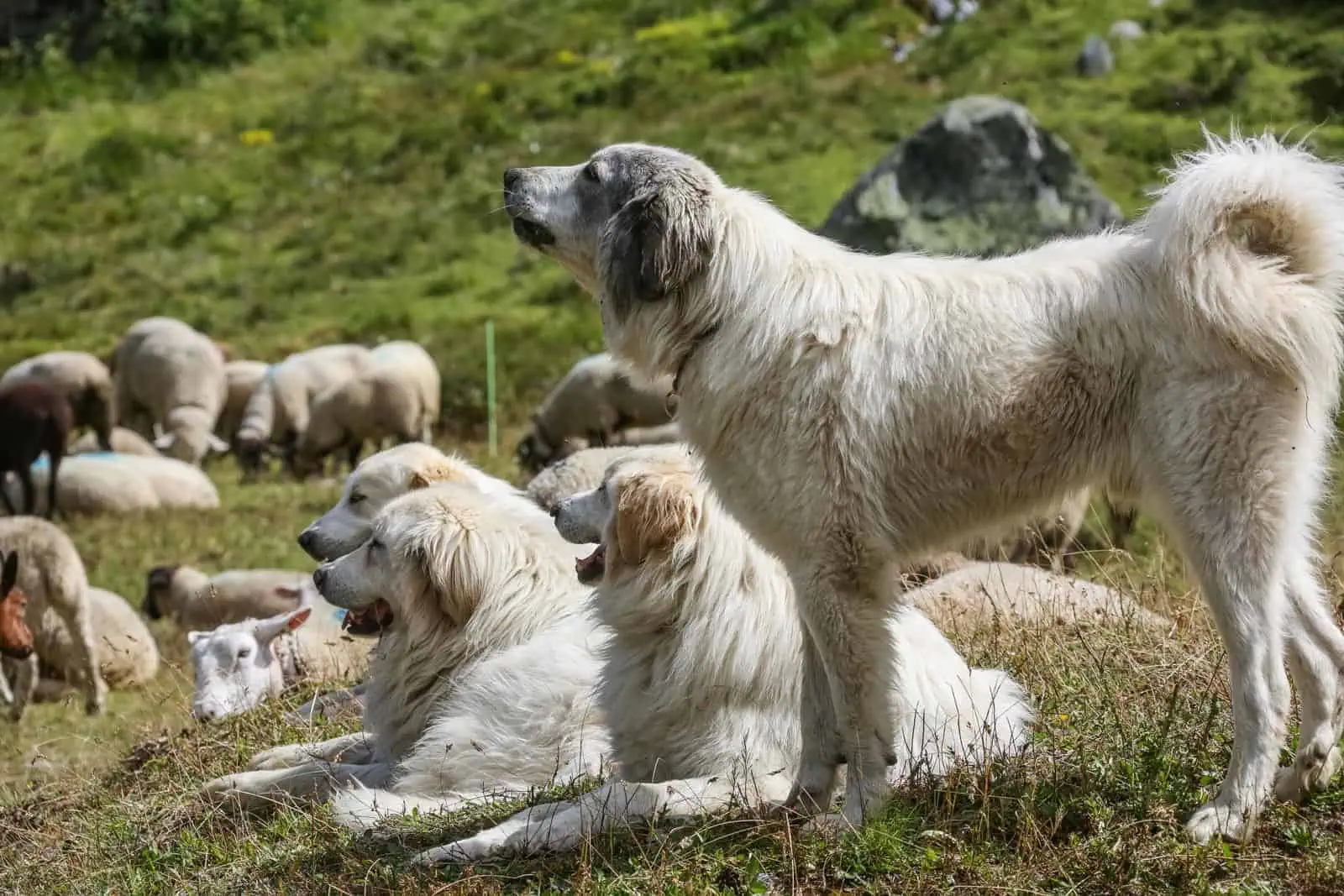 Herd Management CH © CH WOLF -4311.JPG