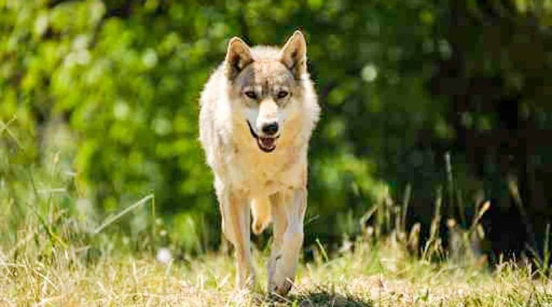 Wolf-fotolia_46190428.jpg