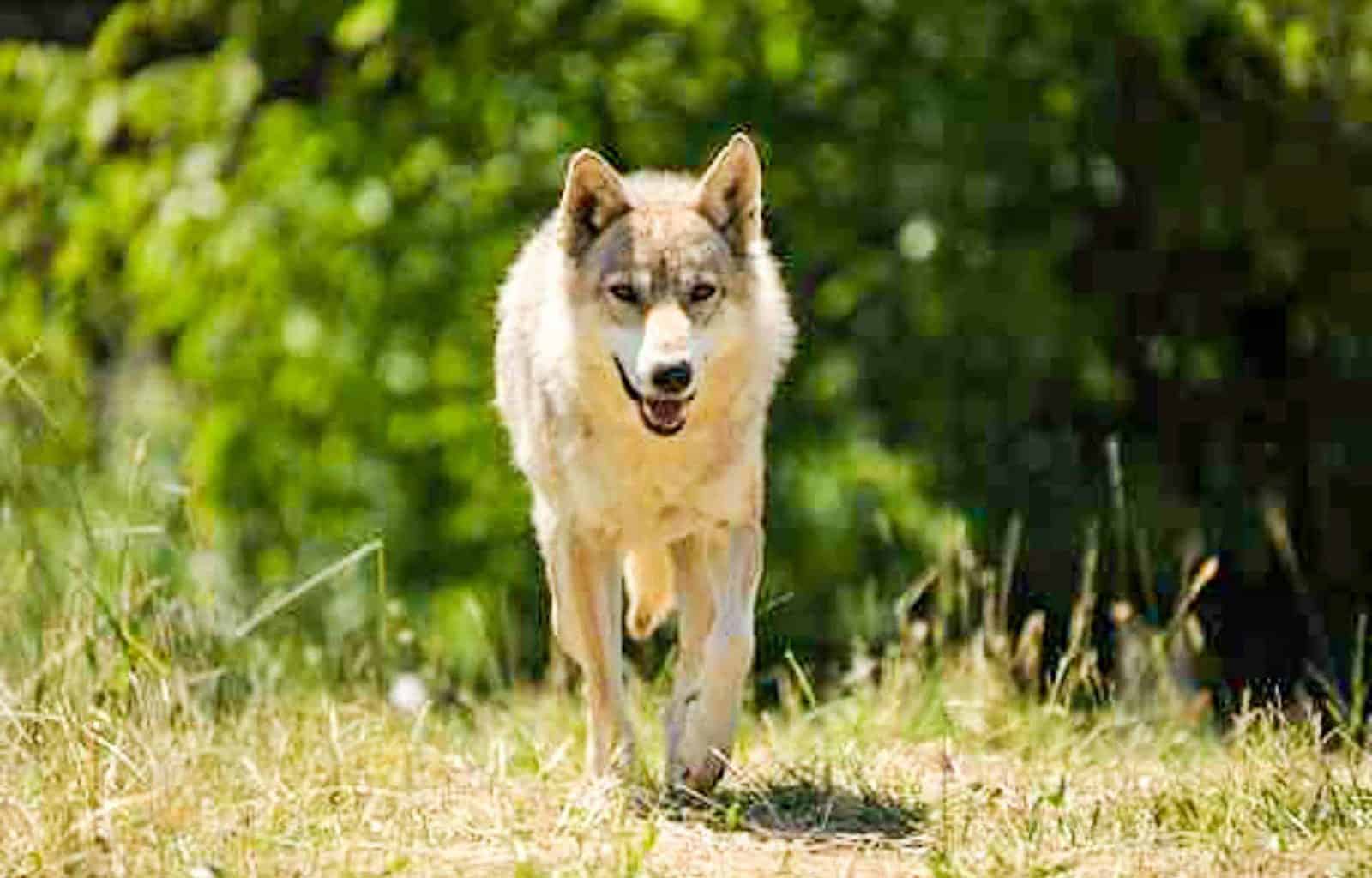 Wolf-fotolia_46190428.jpg