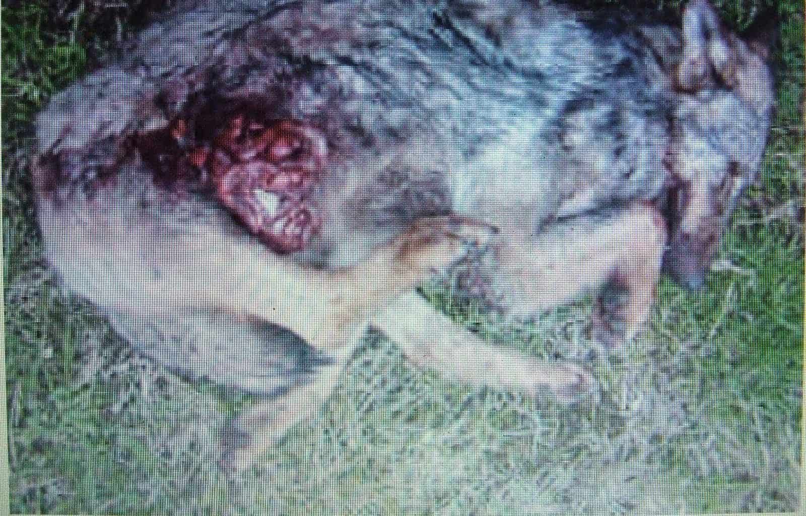 Wolf hunting Spain-14524.JPG