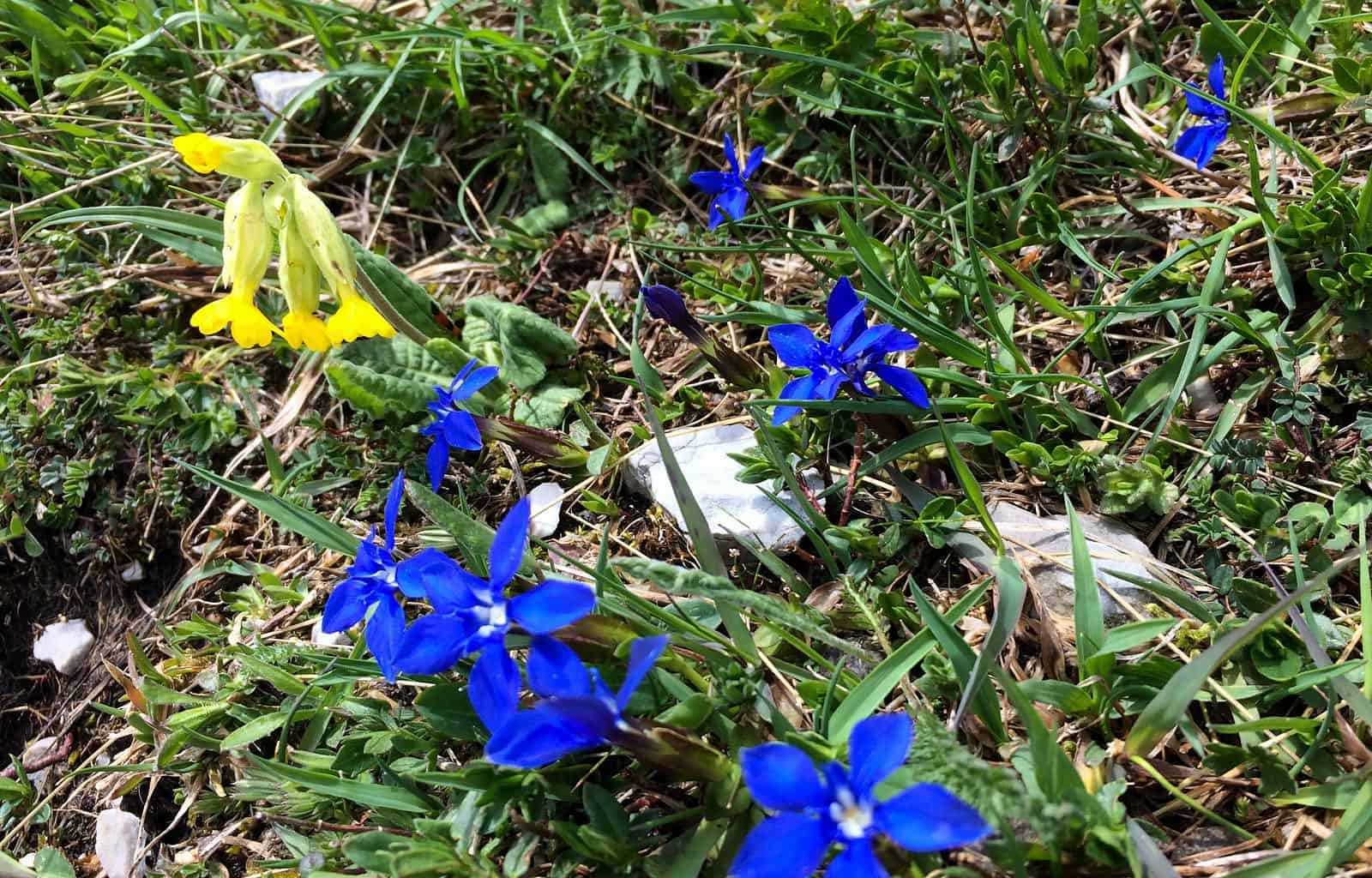 Prealpi Giulie-23260.jpg