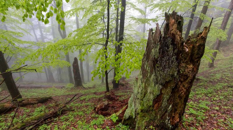 spring in fatra mountains-24740.jpg