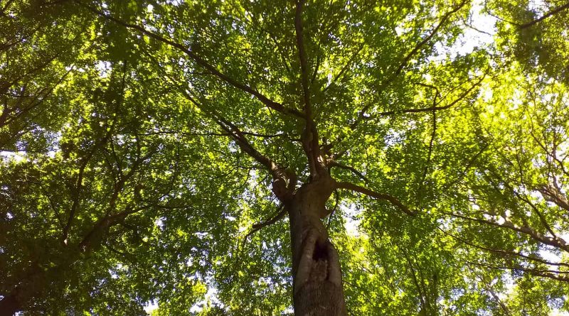 Interreg Beechpower-25171.jpg