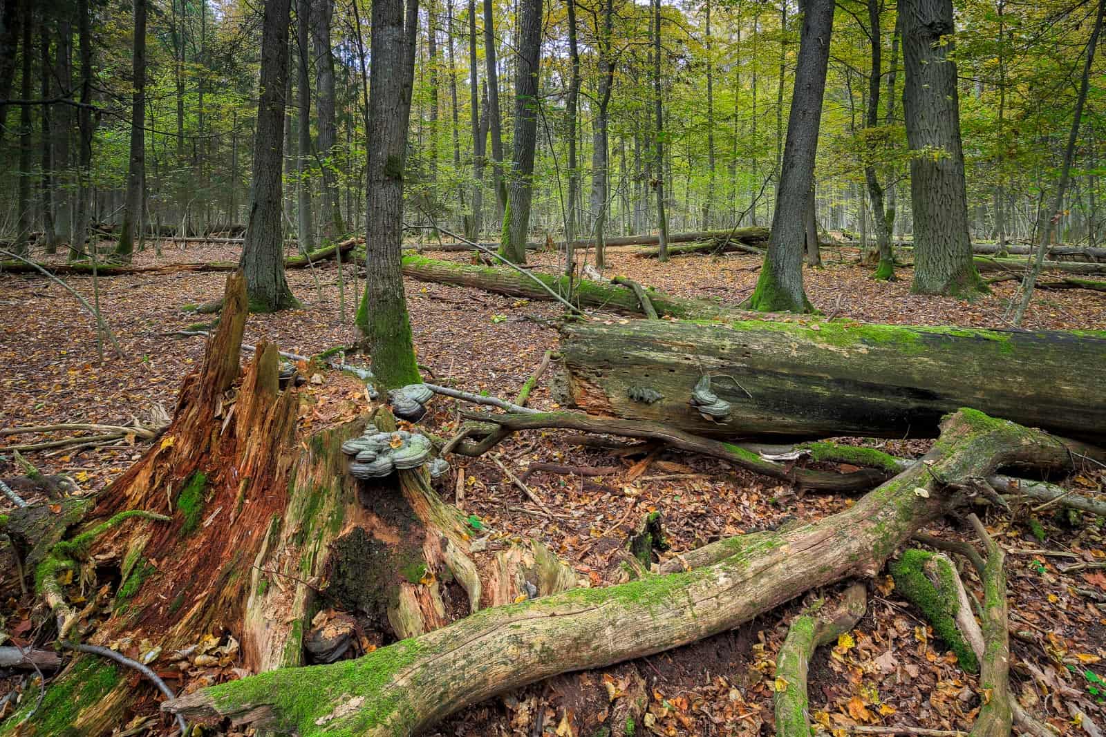 WILDForest Punos šilas-26097.jpg