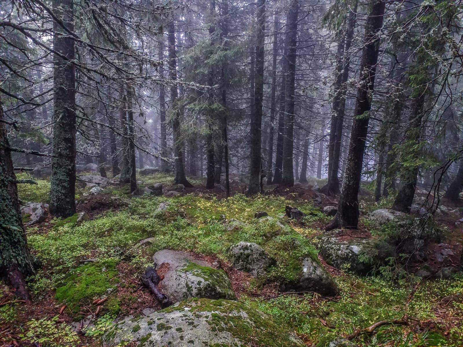 Bistrishko Branishte-30017.jpg