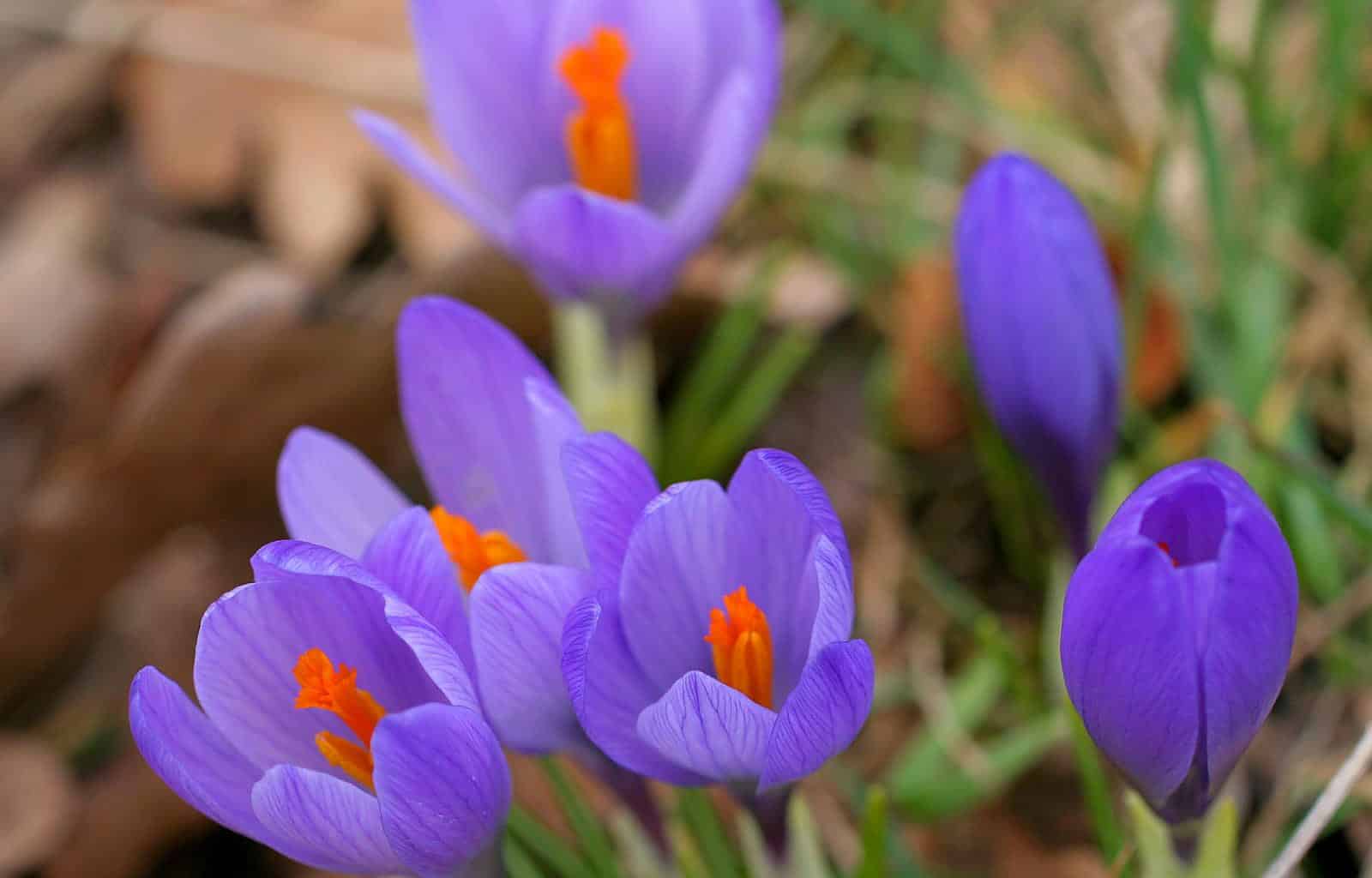 Cervenata stena Reserve-30157.jpg