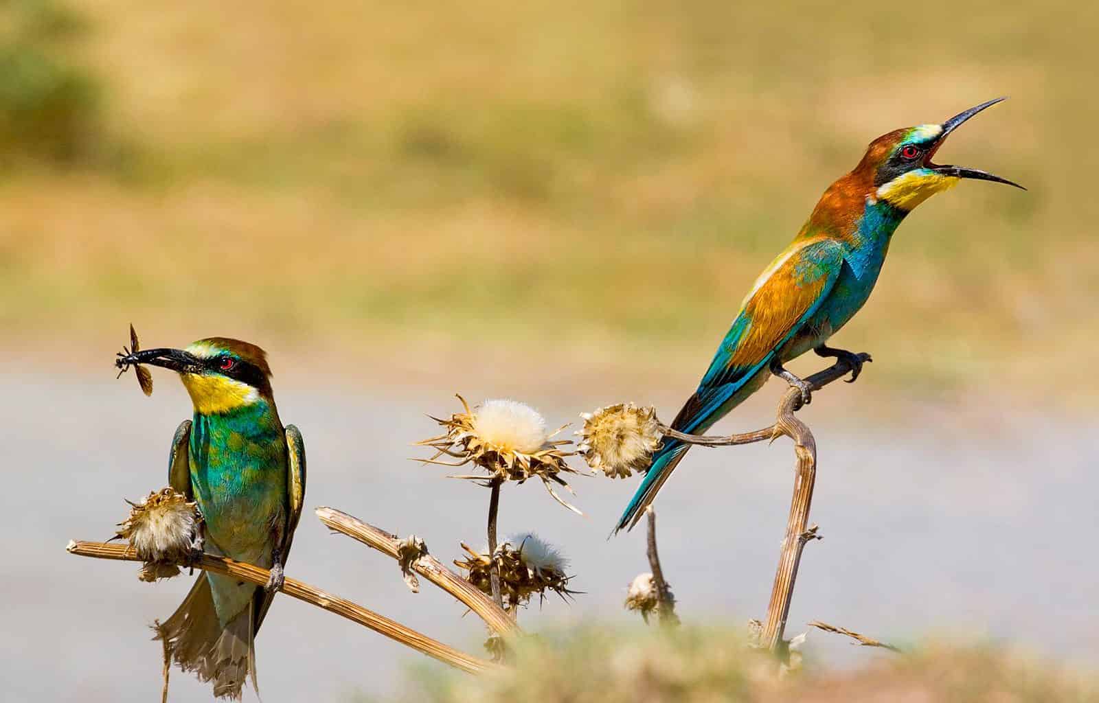 Cervenata stena Reserve-30165.jpg