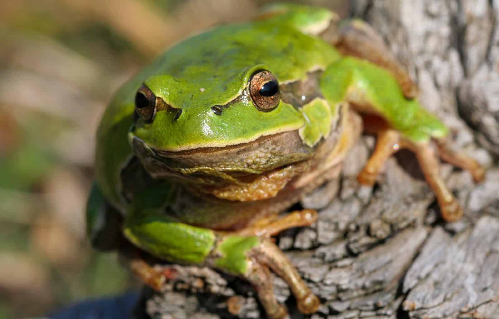 Cervenata stena Reserve-30188.jpg