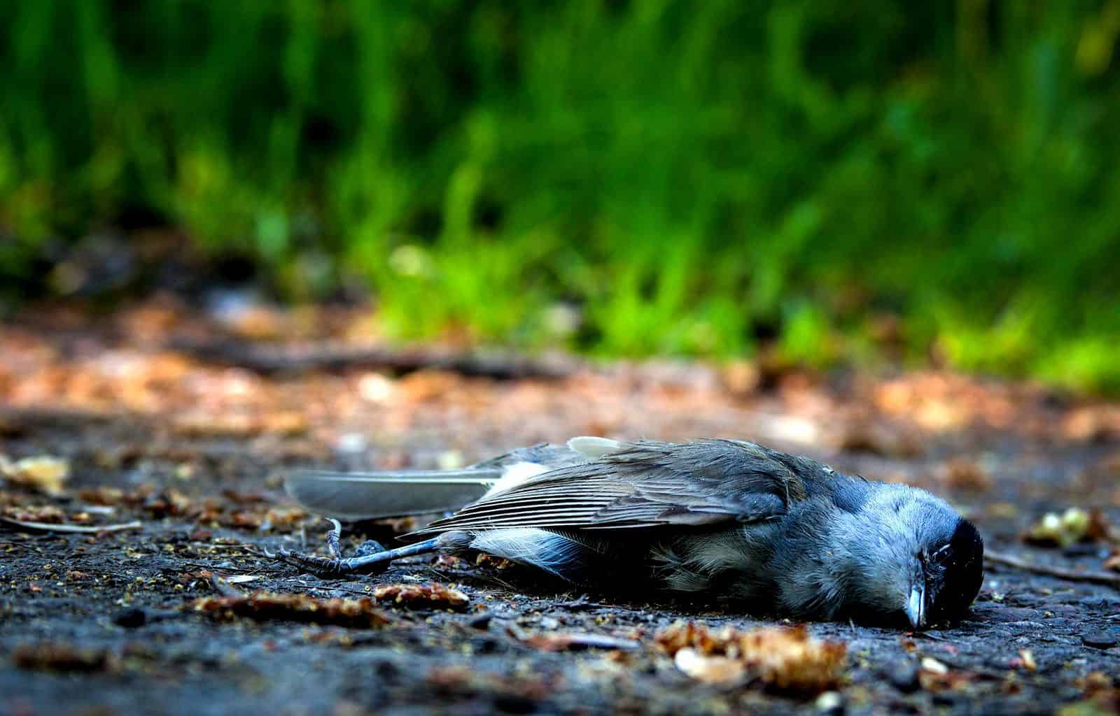 Dead Bird - Pixabay -bird-1683655.jpg