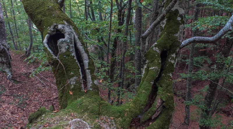 Kongura reserve_Nature Park Belasitza-29956.jpg