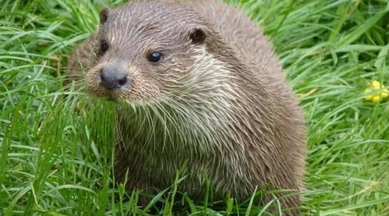 save-the-otter.jpg