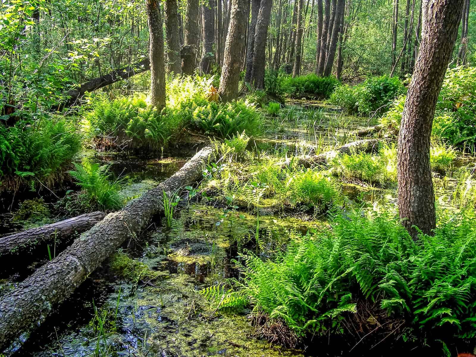 Bondarivske_Wetland -30673.JPG