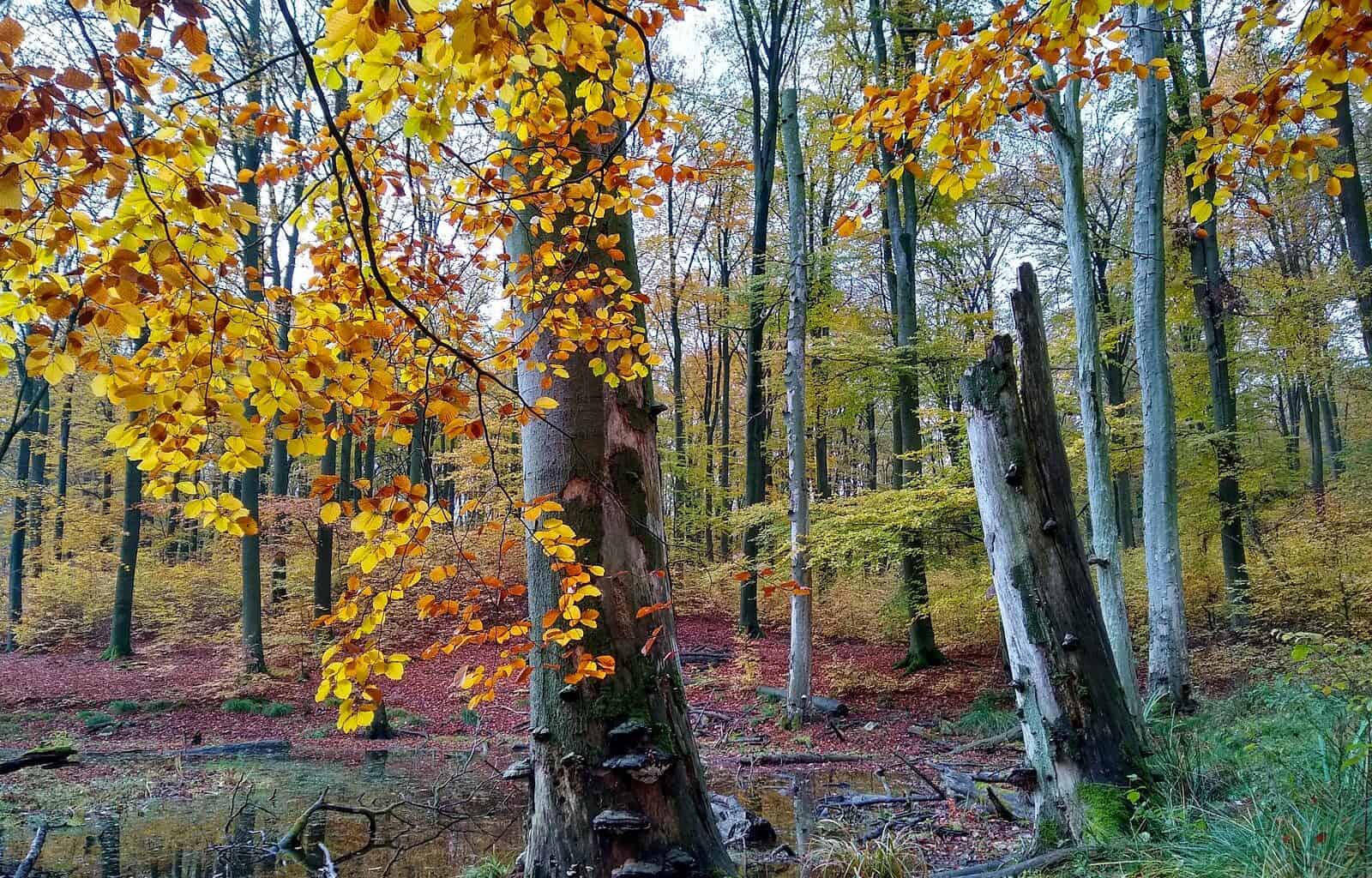 Interreg Beechpower30474.jpg