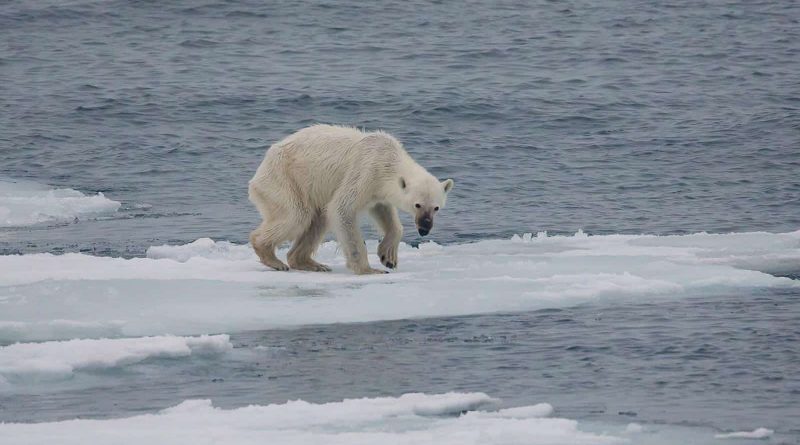 1280px-Endangered_arctic_-_starving_polar_bear; Von Andreas Weith - Eigenes Werk, CC BY-SA 4.0, httpscommons.wikimedia.orgwindex.phpcurid=52745369.jpg