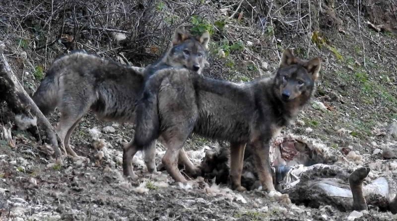 Wolves in Asturias-30892.jpg