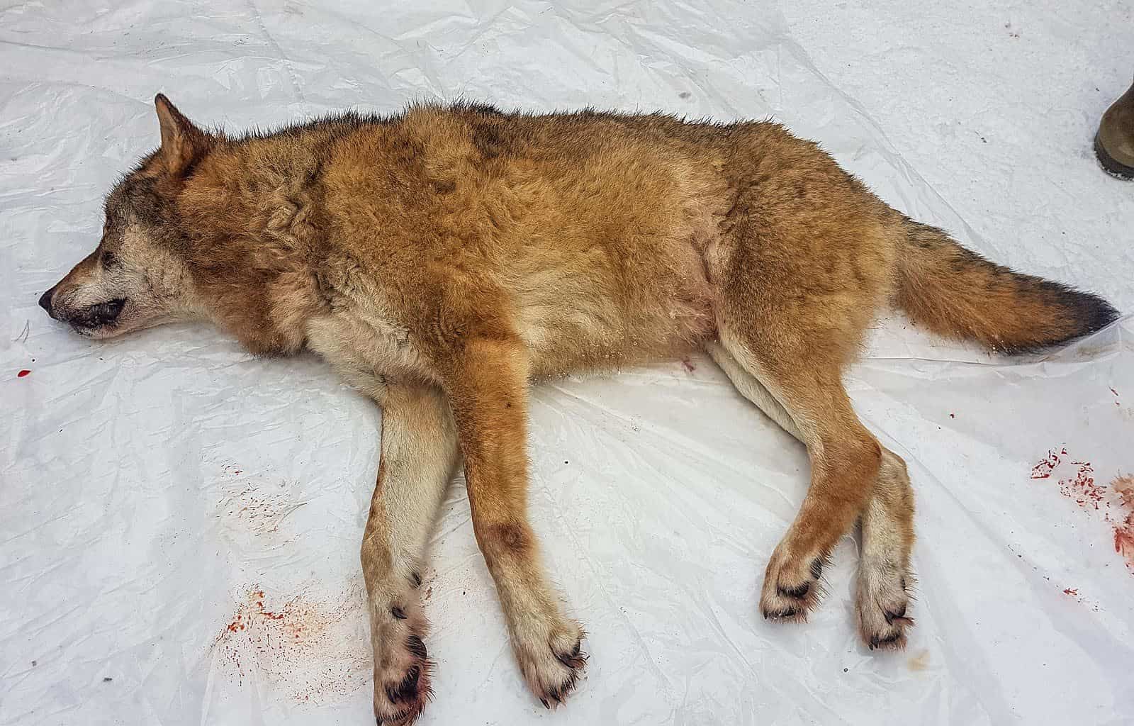 Hunt on Letjenna pack1_January 2020_copyright Rovviltets Røst.jpg