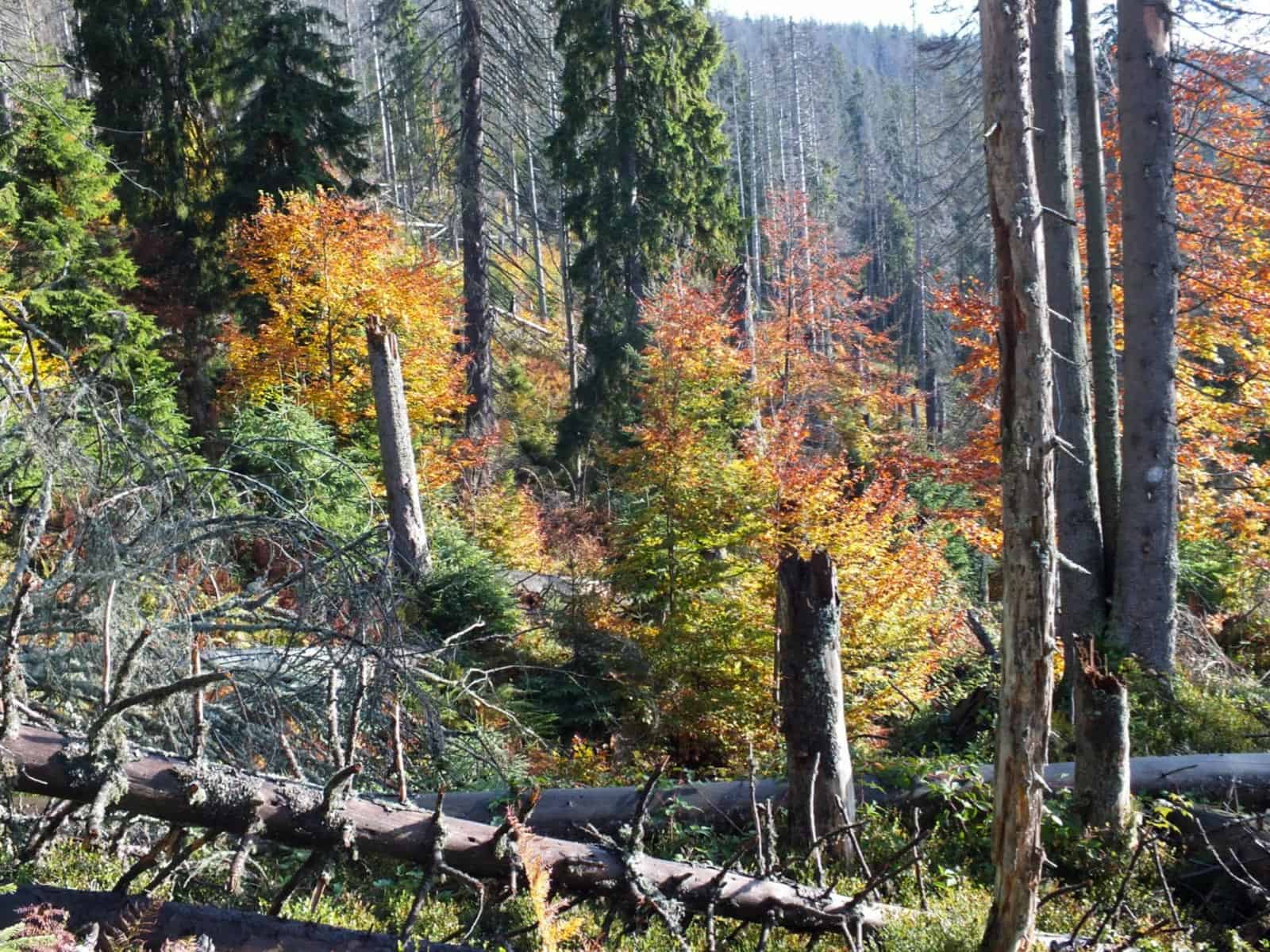 Gorczański National Park- 31098.jpg