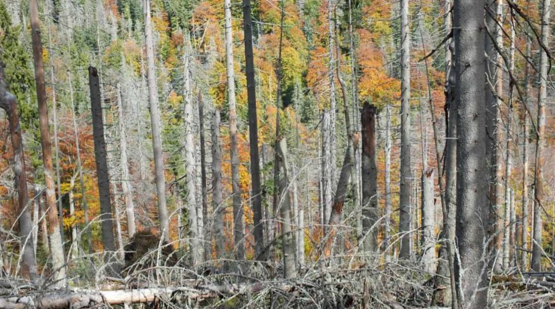 Gorczański National Park- 31099.png