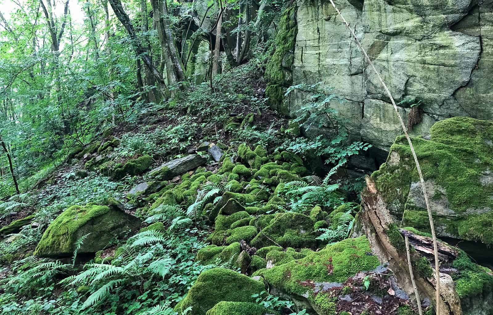 Thayatal Wilderness - 2-1.jpg