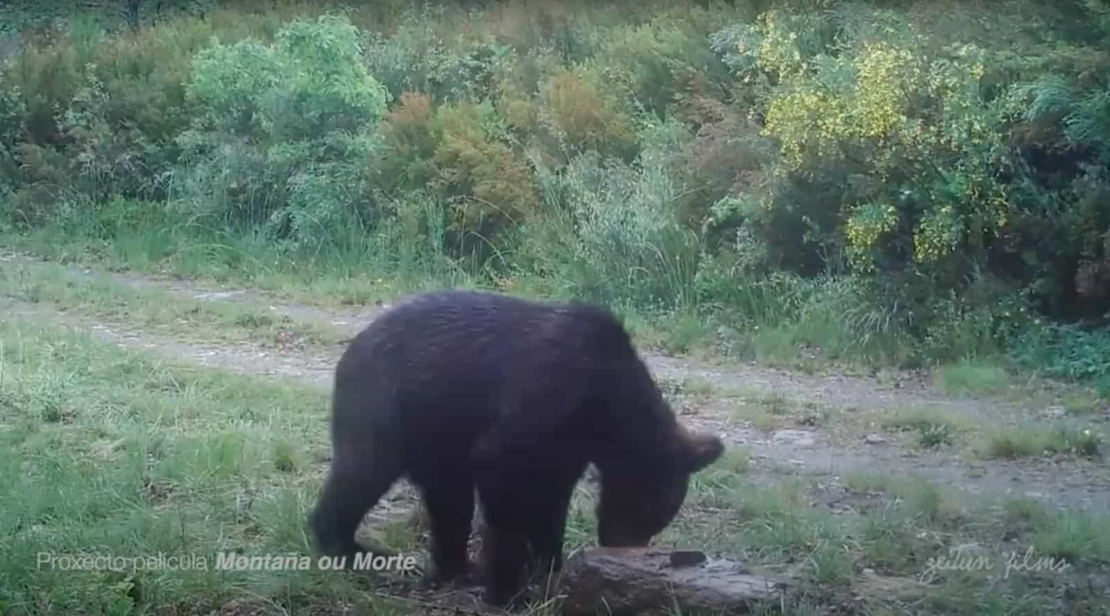 First brown bear in spain in 150 years-31305.png