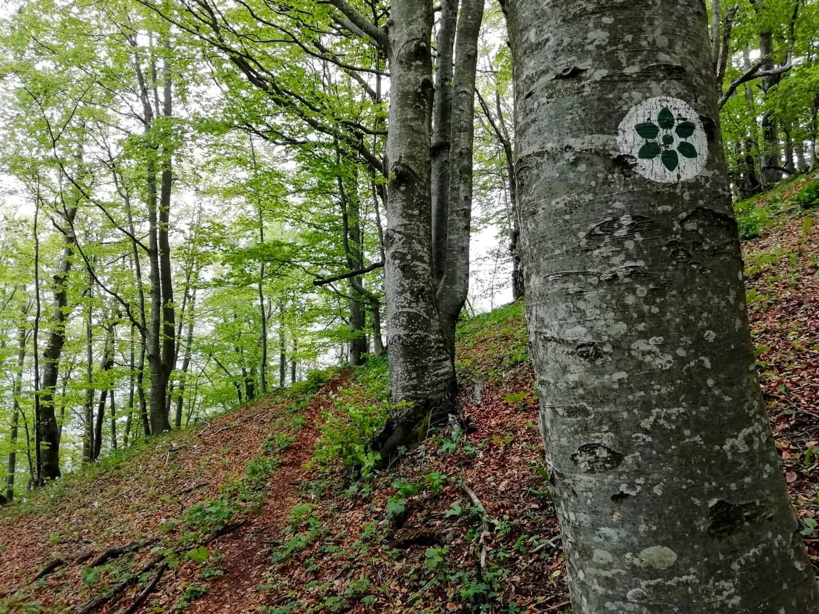 Interreg BEECH POWER Korkar Field Visit-31315.jpg