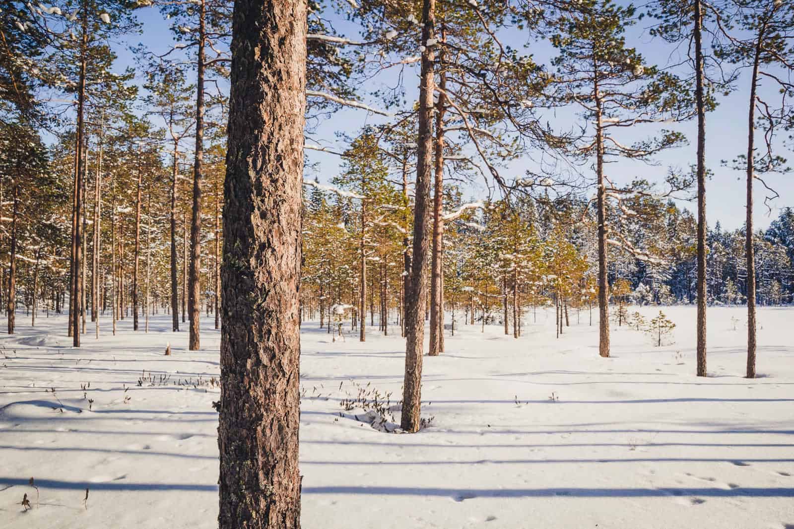 Kanta-Hämeen kuvapankki-31318.jpg