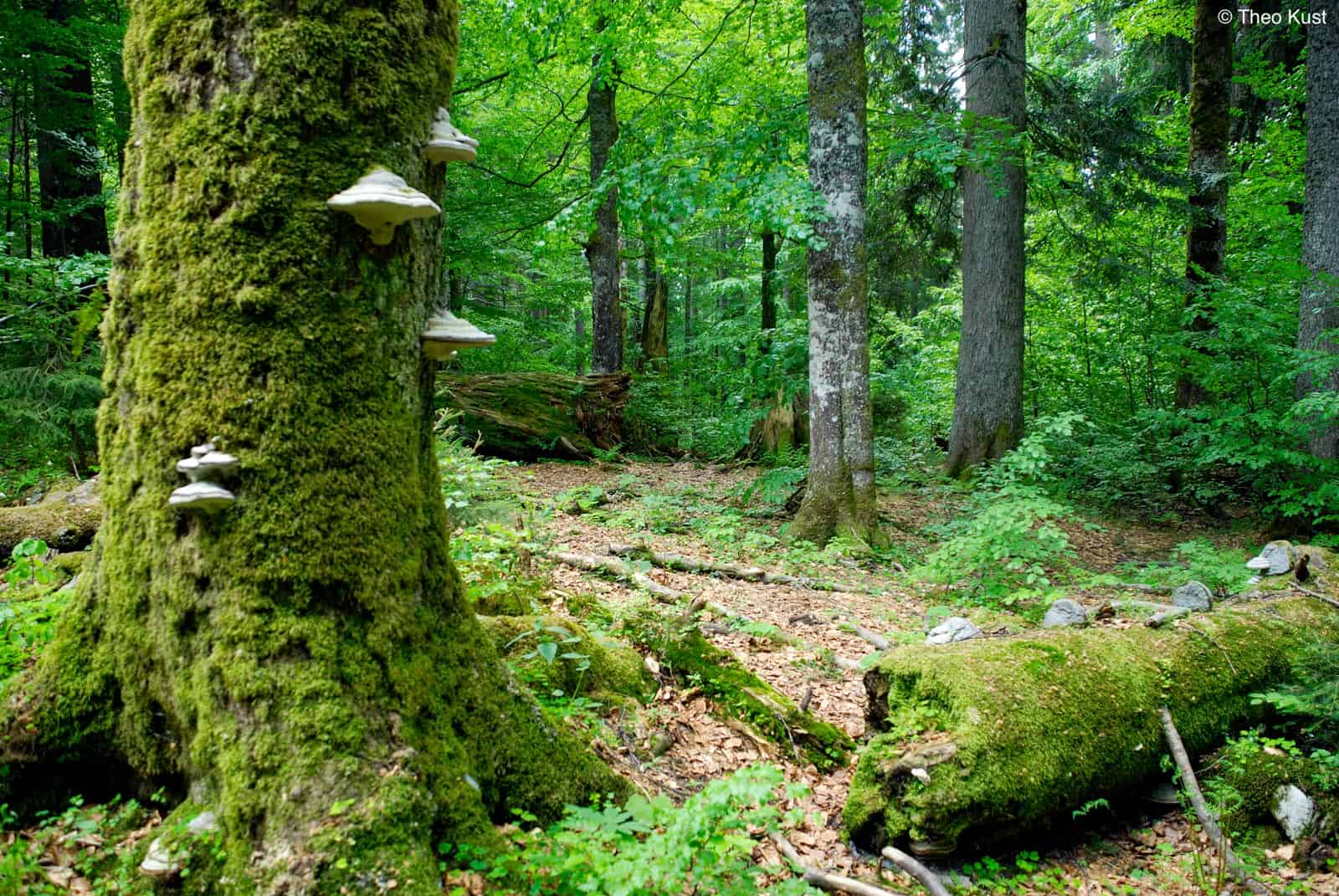 Duerrenstein Rothwald Wilderness Austria 25890.jpg