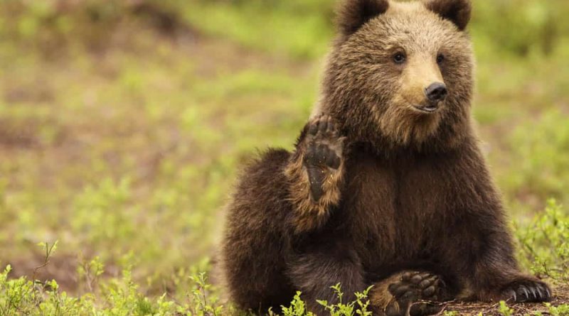 EWS - Wildlife -08728_.jpg