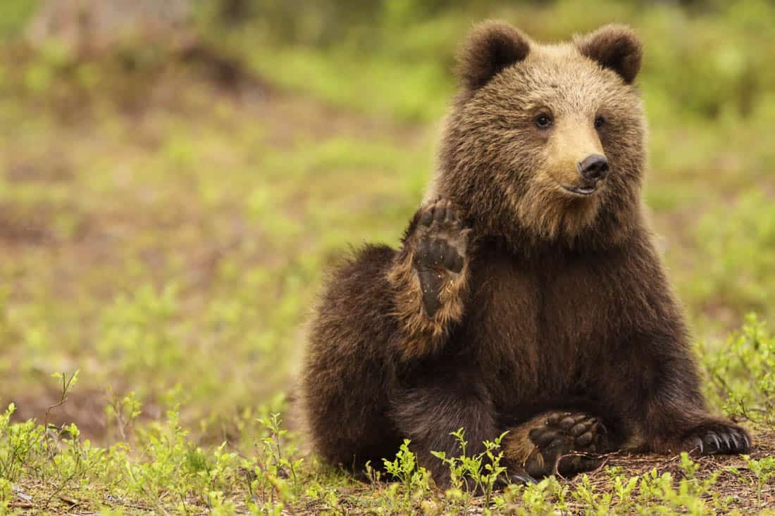 EWS - Wildlife -08728_.jpg