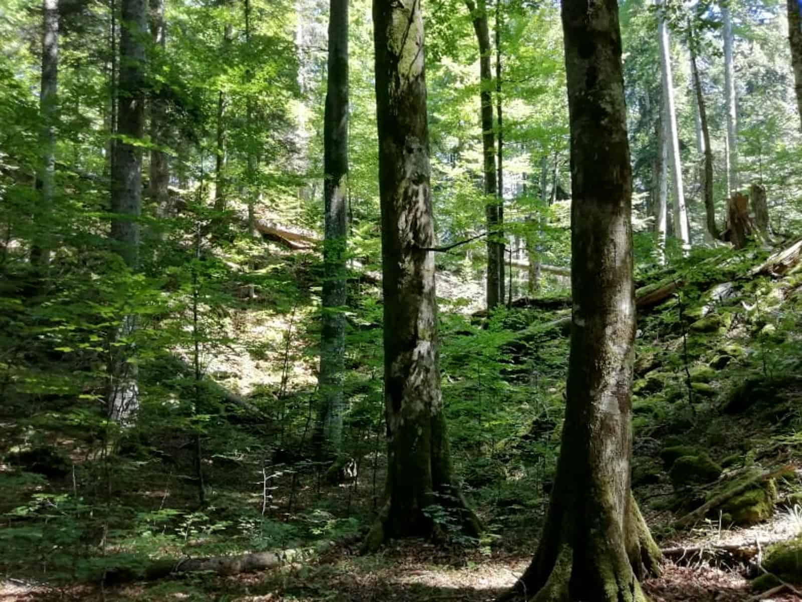 BEECH POWER Saso-32336.jpg