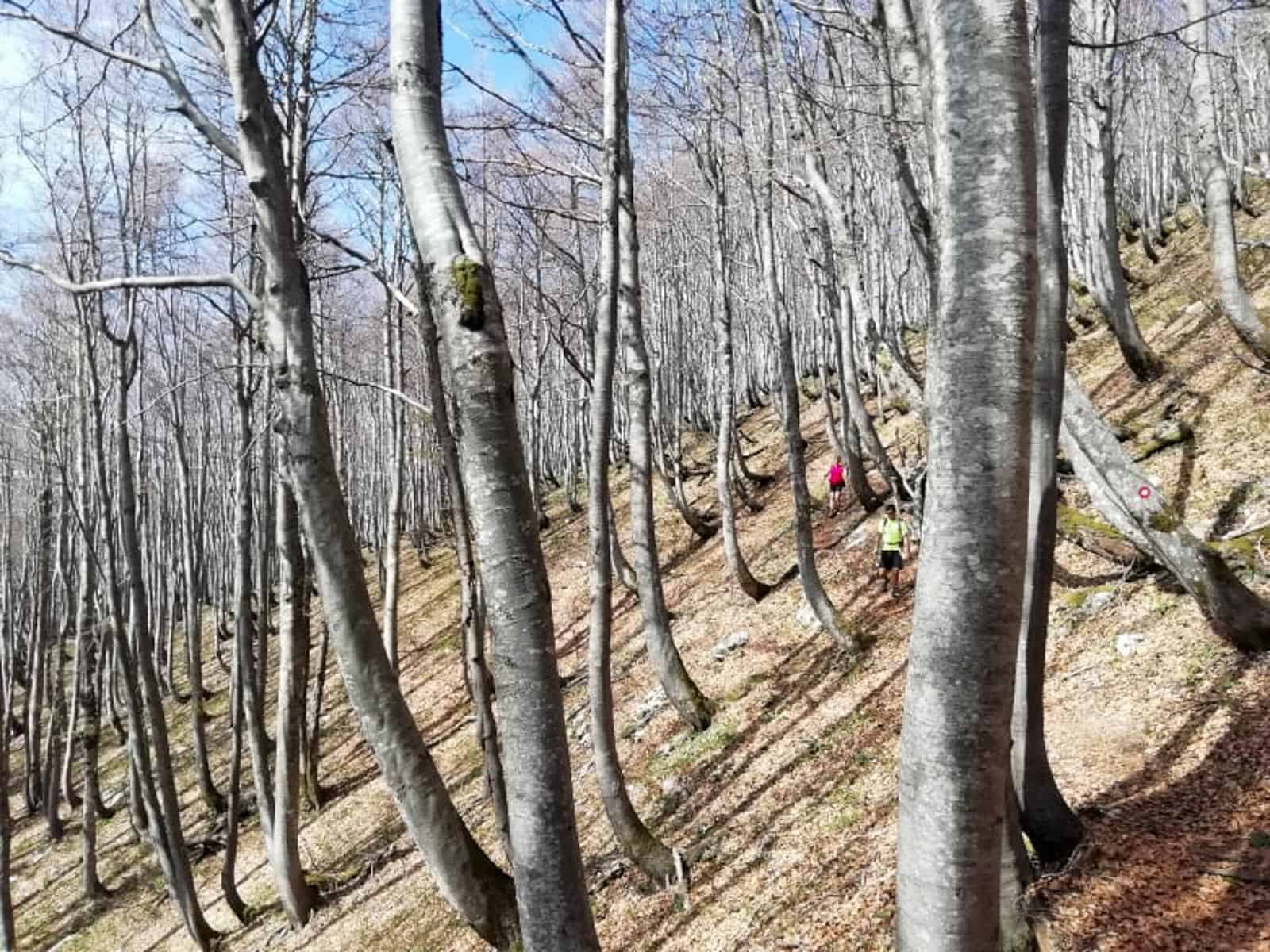 BEECH POWER Saso-32345.jpg