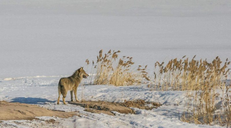 LIFE Borealwolf-33079.jpg