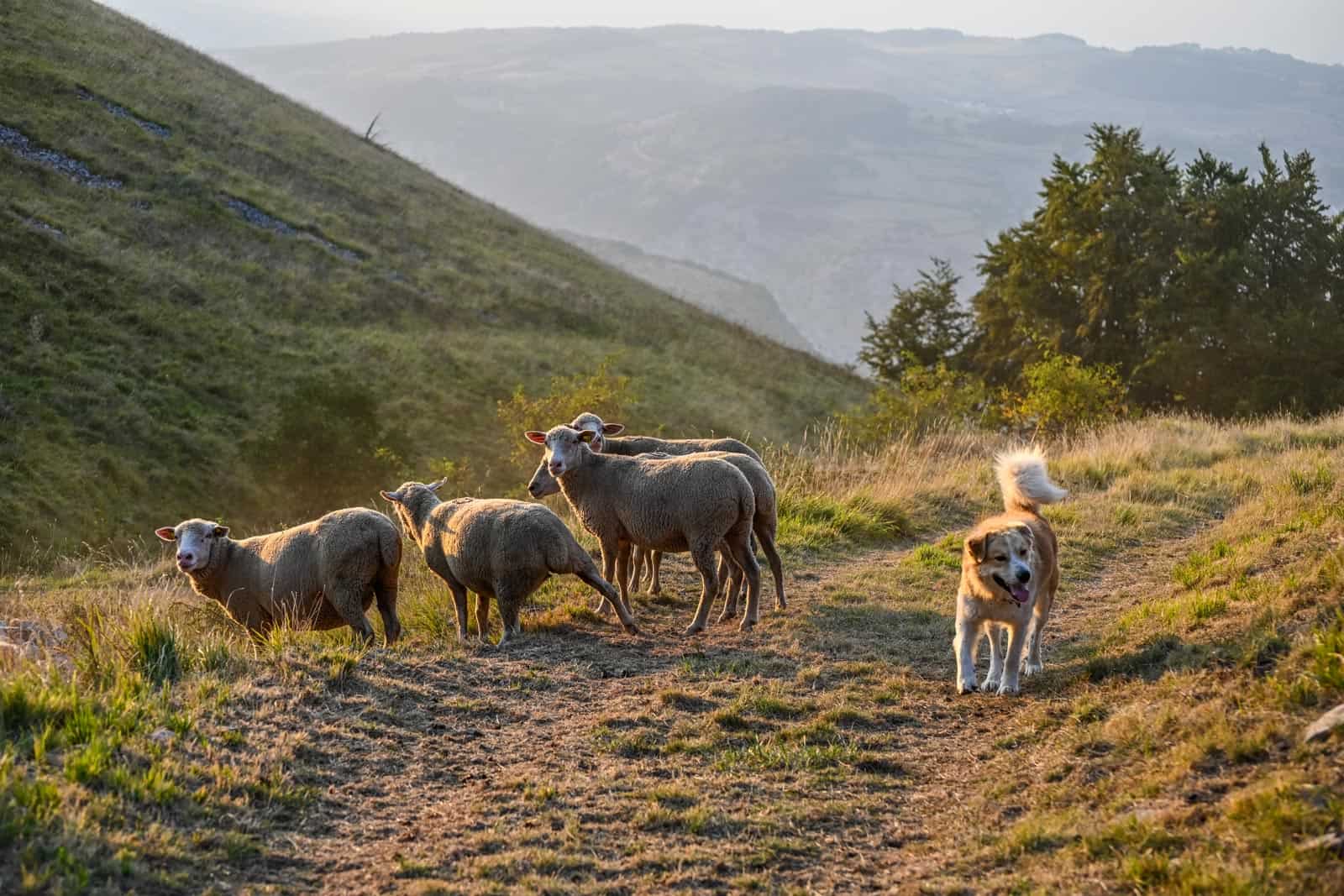 LIFEstockProtect -33574.JPG